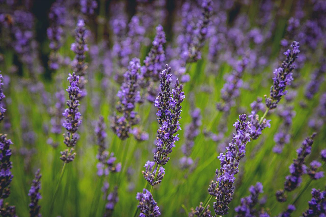 Seasonal lavender planting