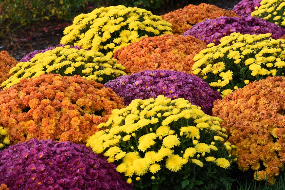 Fall mum color program