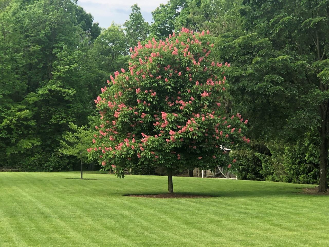 Lawn care and maintenance